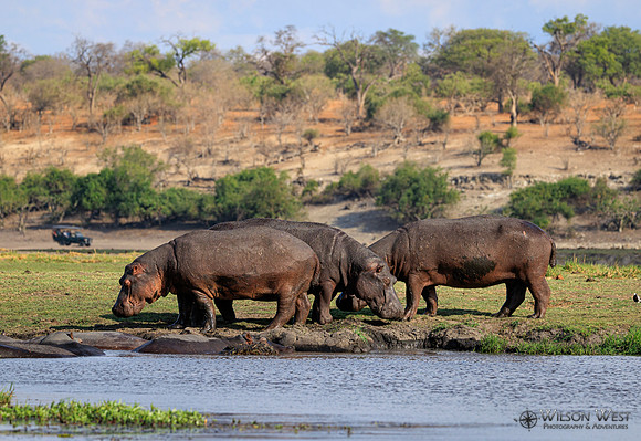 Hippopotamus