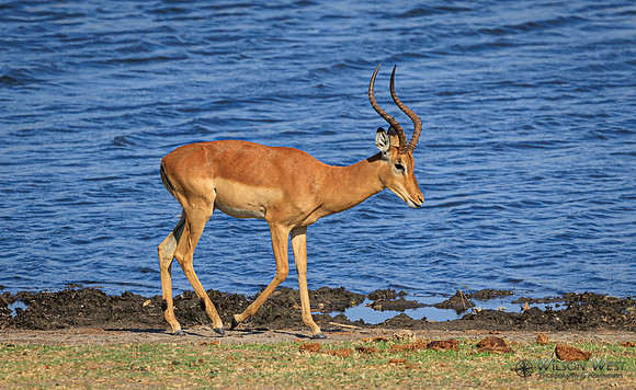 Impala