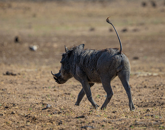 Warthog