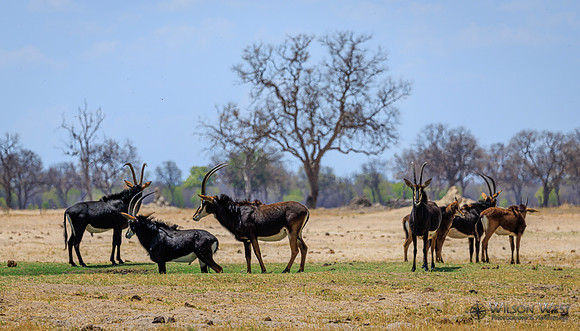 Sable Antelope