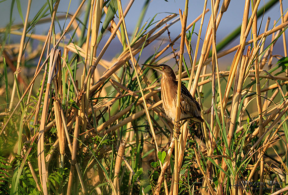 Little Bittern
