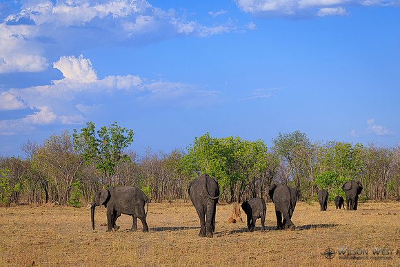 Elephant