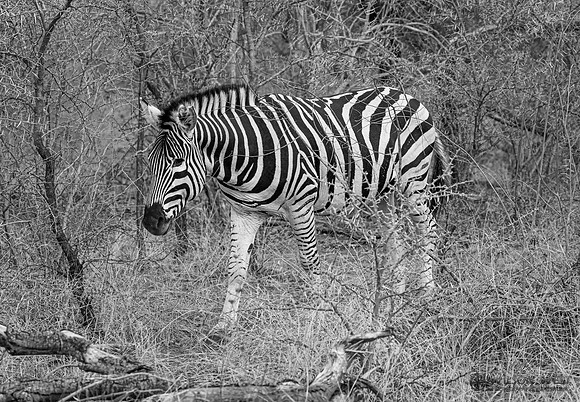 Burchell's Zebra