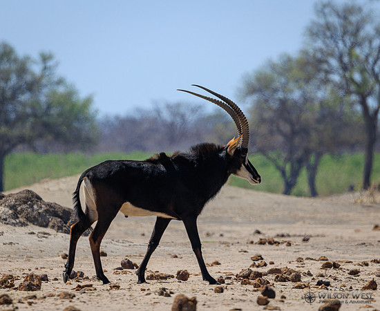 Sable Antelope, Red-billed Oxpecker