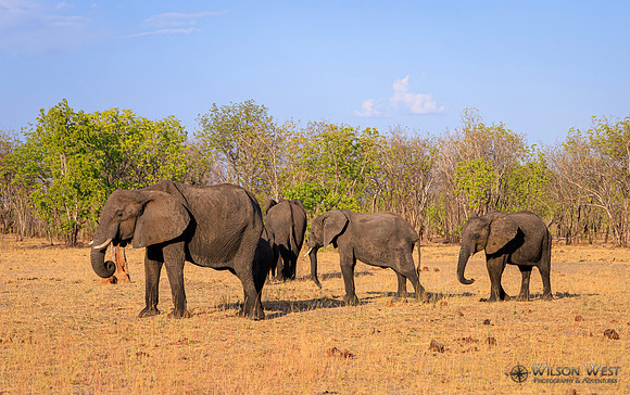 Elephant