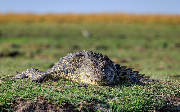 Crocodile