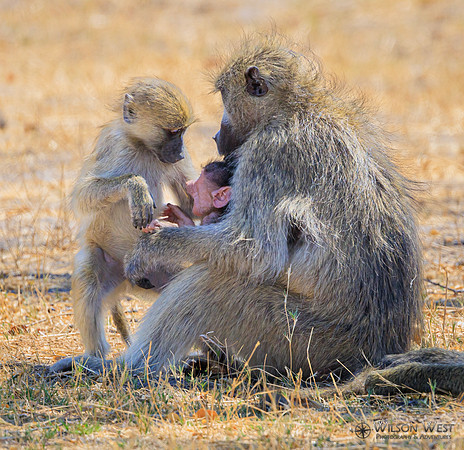 Baboon