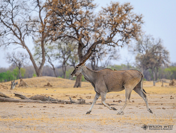 Eland