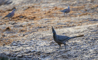 Gray Go-away-bird