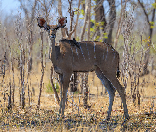 Greater Kudu
