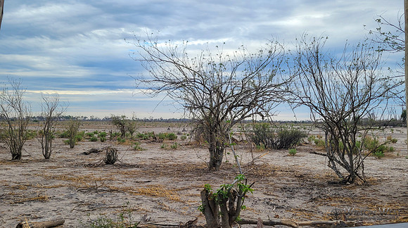 Vegetation around the lodge