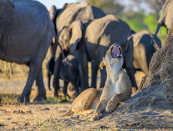 Lion, Elephant