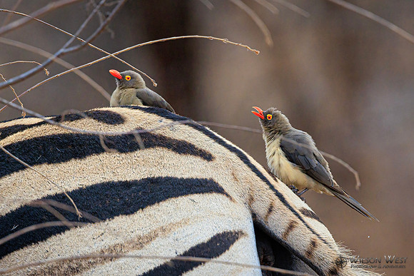 Red-billed Oxpecker
