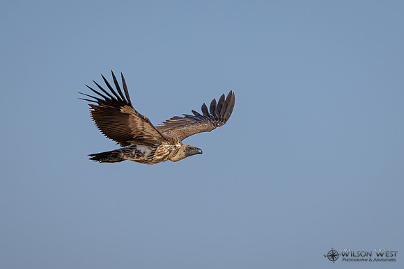 White-backed Vulture