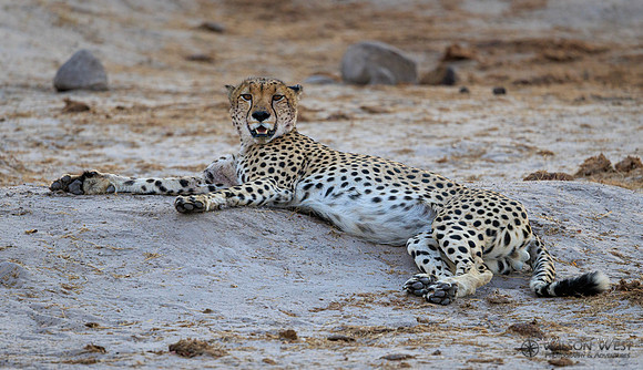 Cheetah
