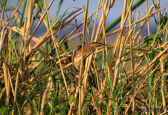 Little Bittern