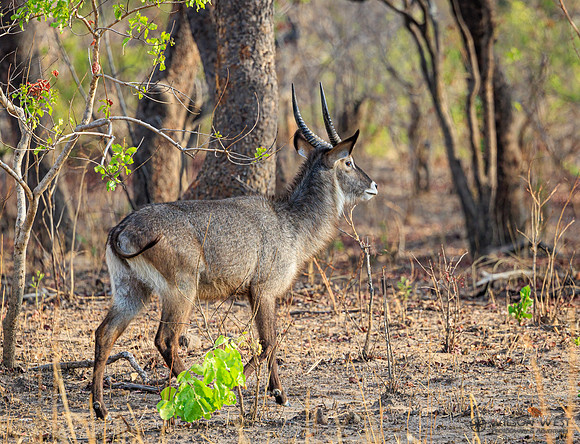 Defassa Waterbuck