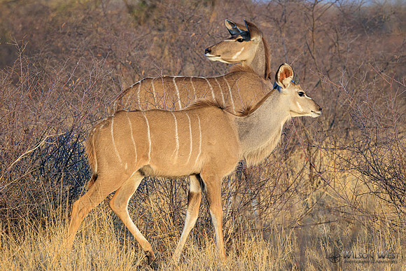 Greater Kudu