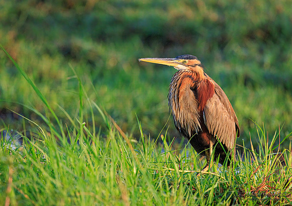 Purple Heron
