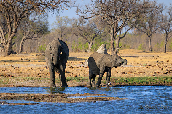 Elephant