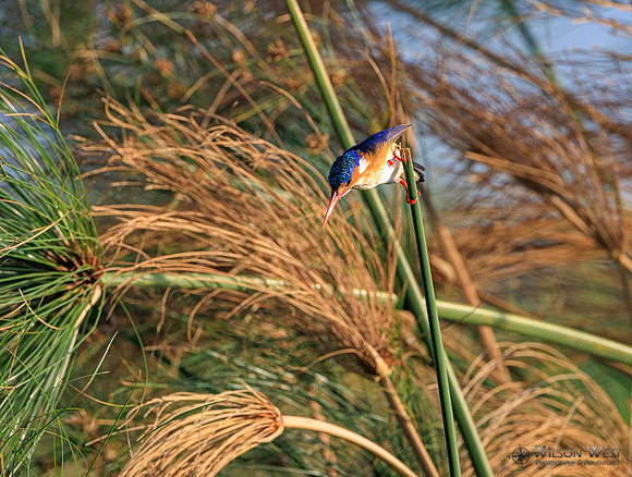 Malachite Kingfisher