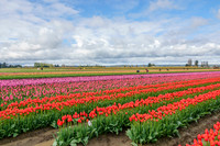 01 Tulip Festival