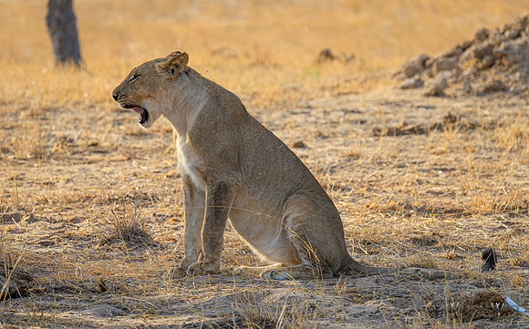 Lion