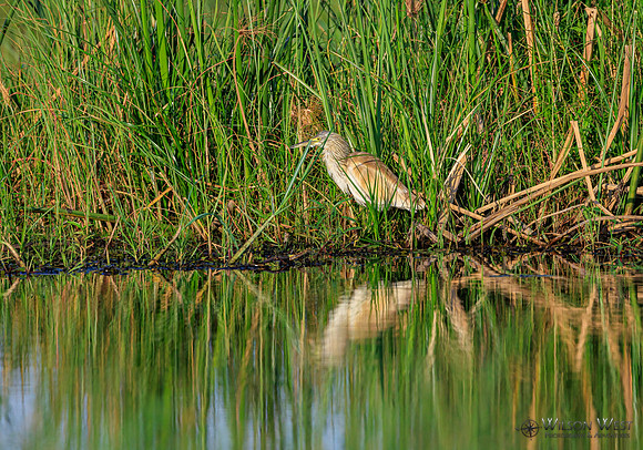 Squacco Heron