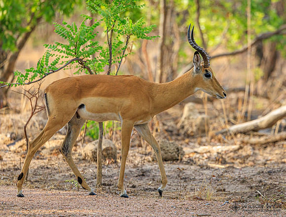 Impala