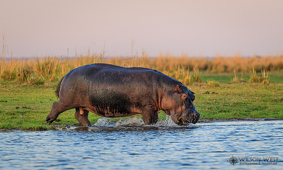 Hippopotamus