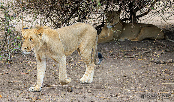 Lion
