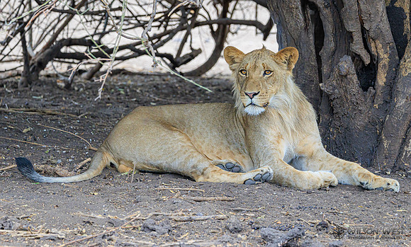 Lion