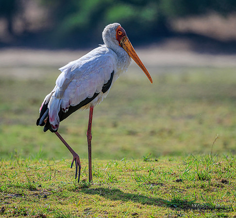 Yellow-billed Stork