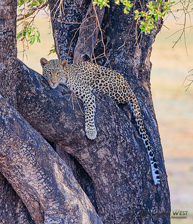 Leopard