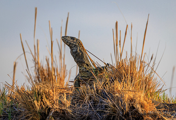 Water Monitor