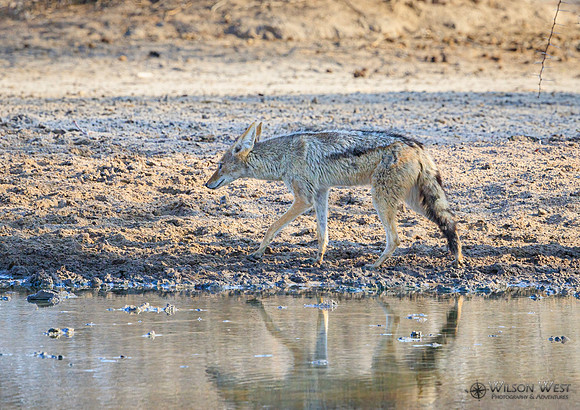 Black-backed Jackal