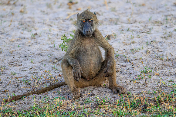 Baboon