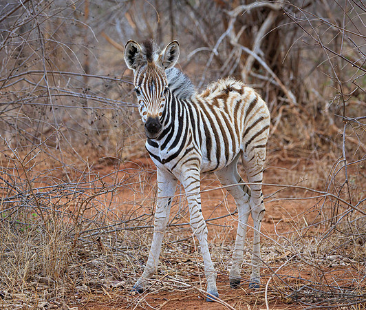 Burchell's Zebra