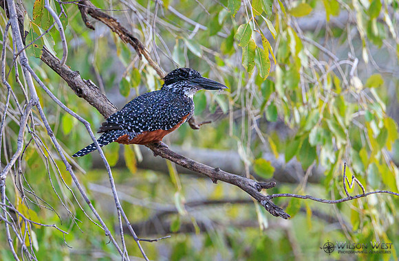 Giant Kingfisher