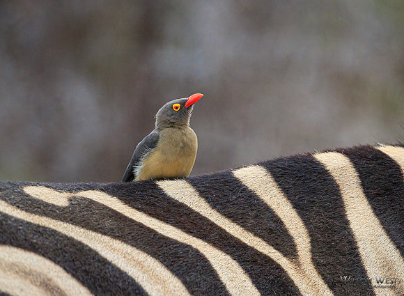 Red-billed Oxpecker
