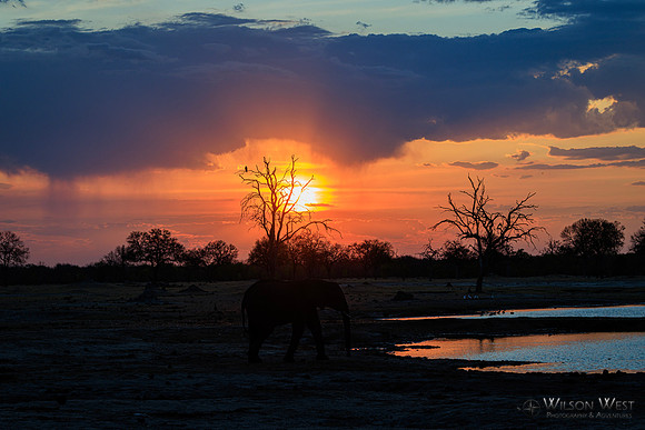 Sunset, Elephants