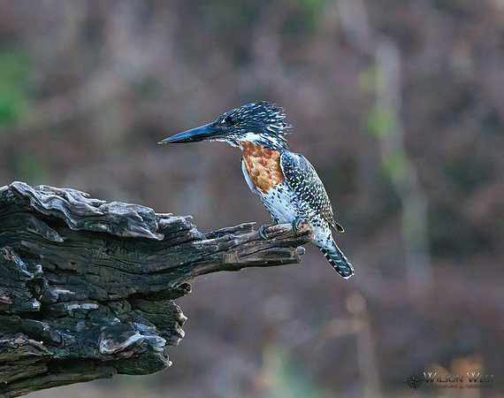 Giant Kingfisher