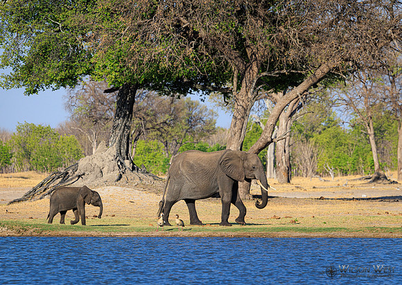 Elephant
