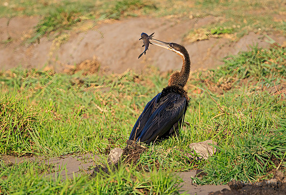 African Darter