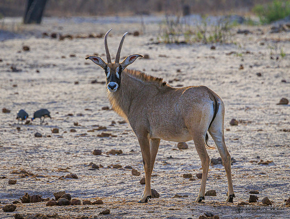 Roan Antelope