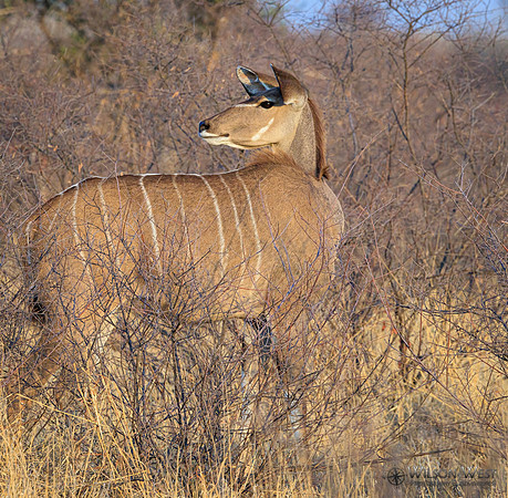 Greater Kudu