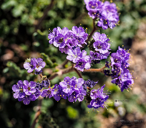 Phaecelia