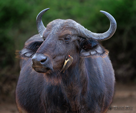 Cape Buffalo, Red-billed Oxpecker