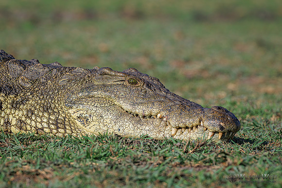 Crocodile