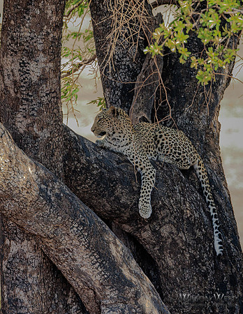 Leopard